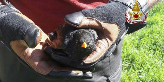 Uccello attaccato da un rapace, lo salvano i Vigili del Fuoco (© Vigili del Fuoco Pordenone) Uccello attaccato da un rapace, lo salvano i Vigili del Fuoco (© Vigili del Fuoco Pordenone)