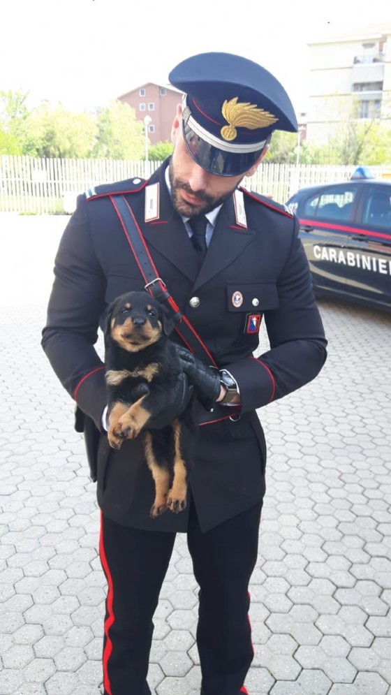 Uno dei cuccioli