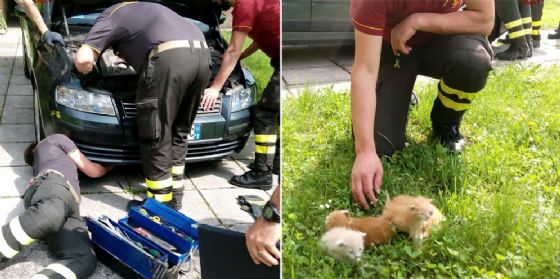 Pordenone: nascosti nel cofano di un’auto, gattini salvati dai vigili del fuoco (© Vigili del fuoco Pordenone) Pordenone: nascosti nel cofano di un’auto, gattini salvati dai vigili del fuoco (© Vigili del fuoco Pordenone)