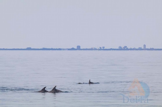 Grado: avvistato un gruppo di delfini in Laguna
