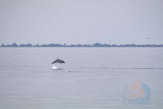 Grado: avvistato un gruppo di delfini in Laguna
