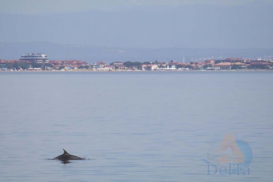 Grado: avvistato un gruppo di delfini in Laguna