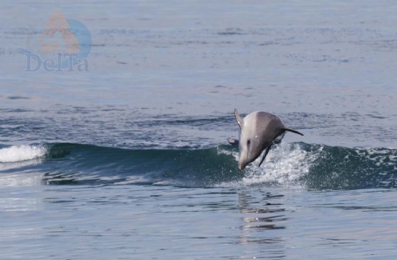 Grado: avvistato un gruppo di delfini in Laguna