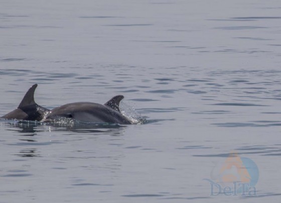 Grado: avvistato un gruppo di delfini in Laguna