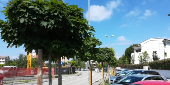 Pordenone, piantati oltre 2 mila nuovi alberi