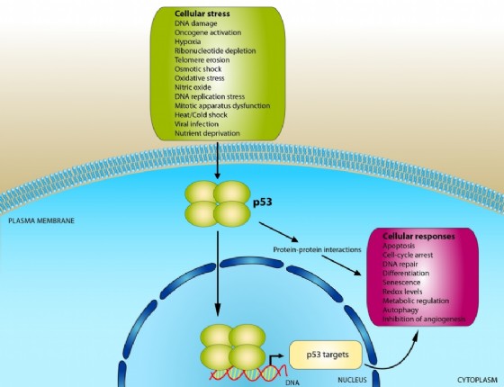 Il funzionamento della proteina p53