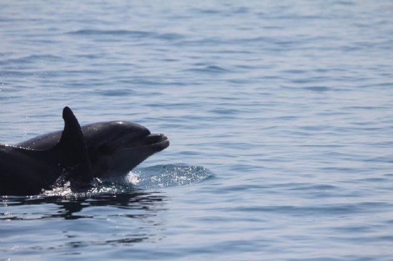 Due delfini spuntano a una decina di metri dal Bagno ducale