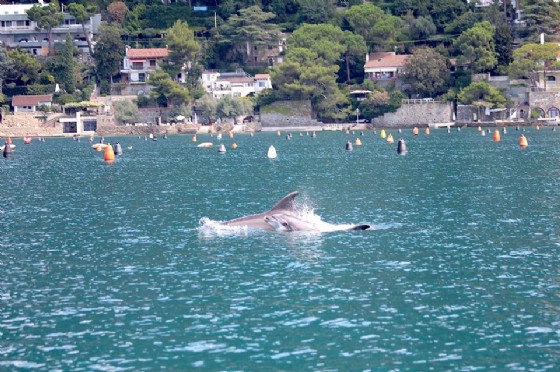 Due delfini spuntano a una decina di metri dal Bagno ducale