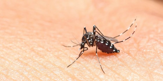 West Nile: sospetto caso nel pordenonese, risultato negativo