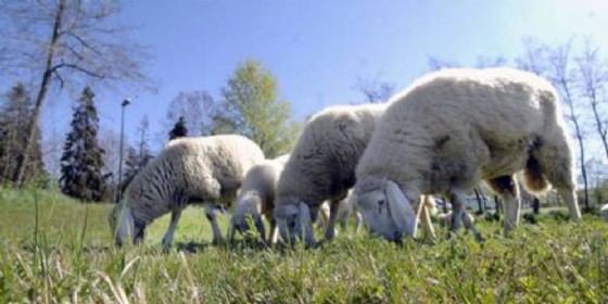 Pecore al pascolo