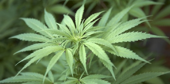Coltiva marijuana in camera: arrestato 18enne