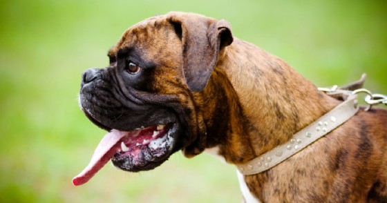 Cane - Immagine di copertina