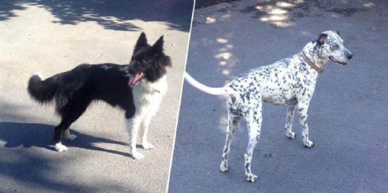 Due cani smarriti a Vigliano Biellese