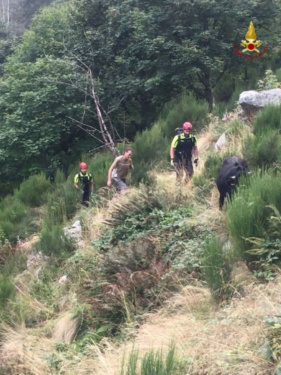 Il recupero del bovino bloccato nel torrente Cervo