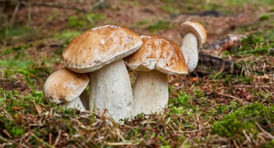 Rocca di Papa, morta coppia avvelenata dai funghi, gravi altri 4