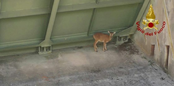 Tramonti di Sotto, salvato un cucciolo di muflone