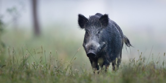 Cinghiale - Immagine di repertorio
