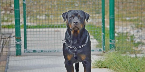 Rottweiler - Immagine di repertorio