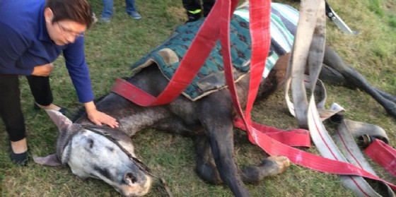I Vigili del Fuoco salvano un cavallo caduto in un canale
