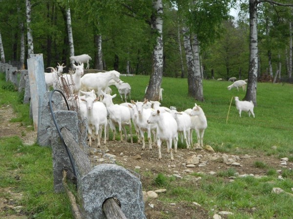 Le caprette al pascolo