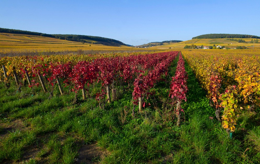 Vigneti in Borgogna