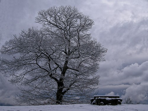 L'inverno nel Parco Burcina