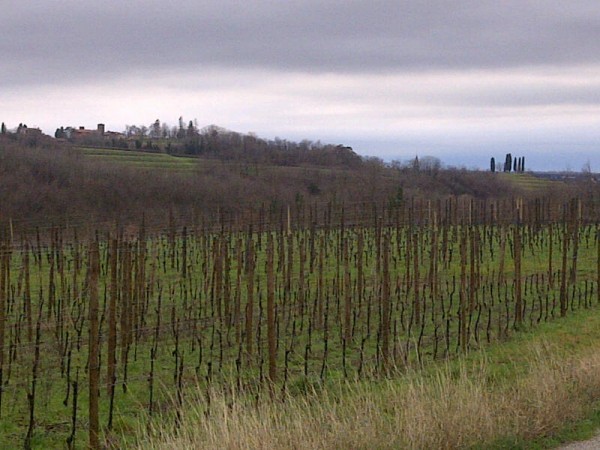 Vigneti dell'Azienda Agricola Miani