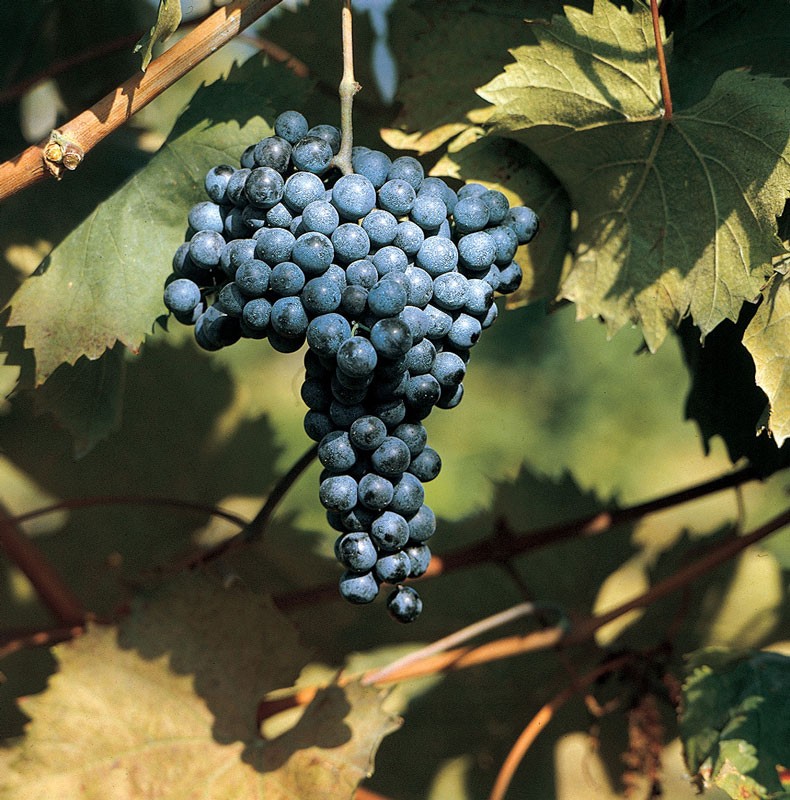 Un grappolo di Refosco dal Peduncolo Rosso