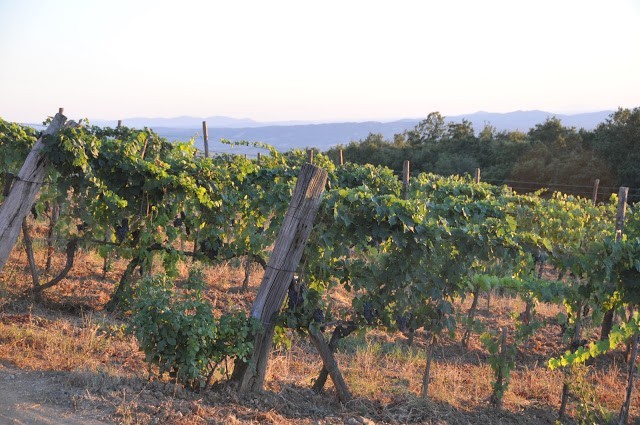 Vigneti a 600 metri s.l.m. a Le Ragnaie