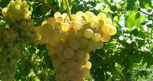 Un grappolo di Erbaluce di Caluso