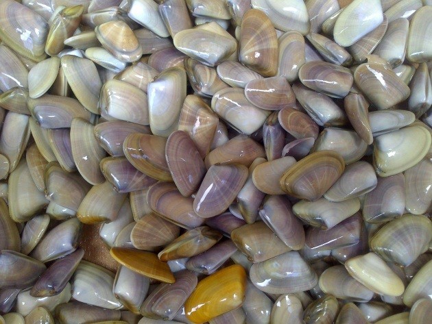Telline appena pescate