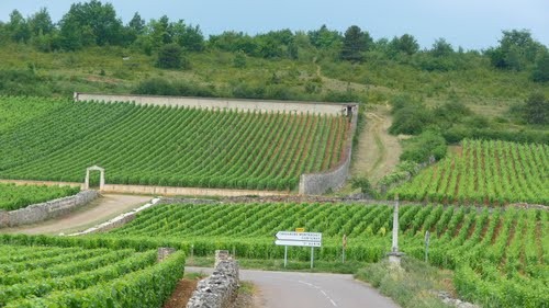Uno scorcio dei vigneti con in evidenza il muretto del Chevalier Montrachet