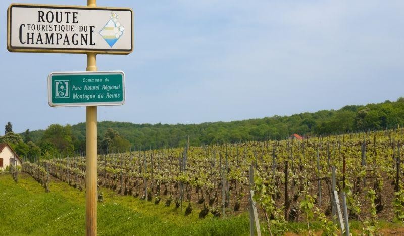 Vigne sulle colline di Reims