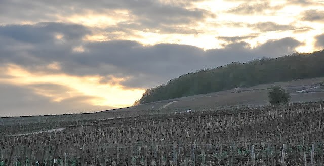 Vigne al tramonto sulle appellations Corton e Corton Charlemagne, in Cote de Beaune