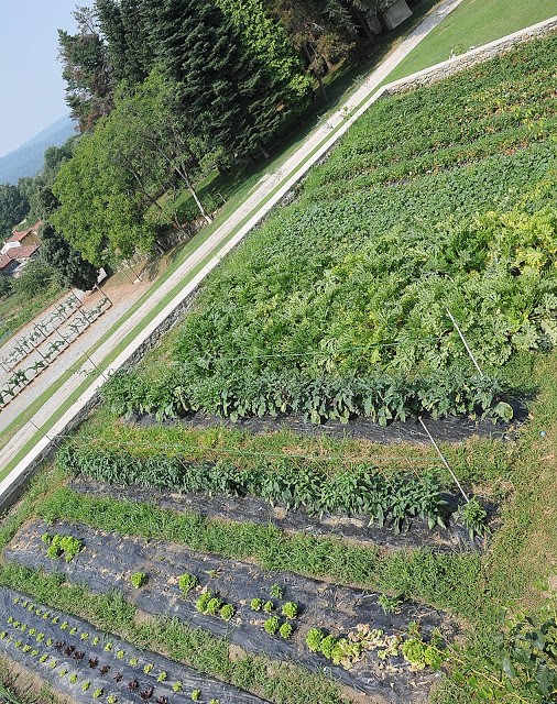 ... utilizzando anche le verdure dell'orto sottostante