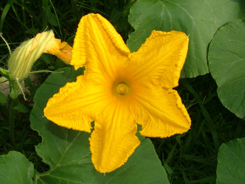 Nelle Langhe si usa farcire similmente i fiori di zucca
