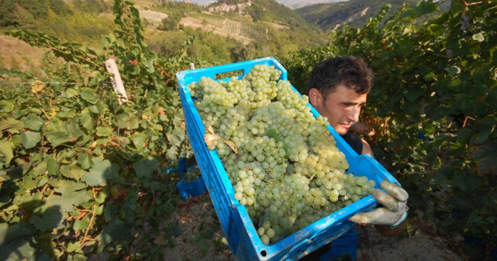 Missione negli USA per i vini Frascati