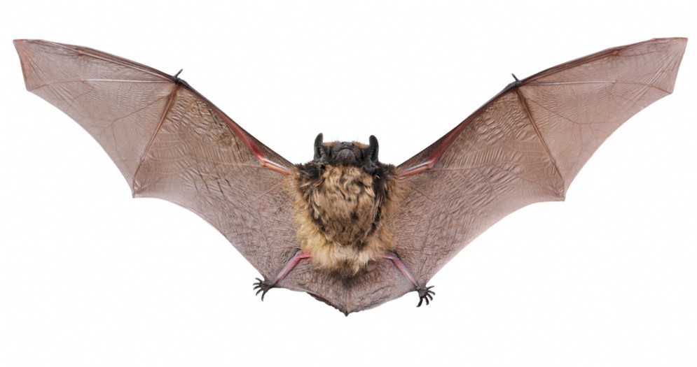 Virus da animale a uomo: una nuova minaccia da WIV1-CoV