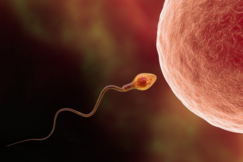 Spermatozoi, scoperto come mettergli il "turbo"