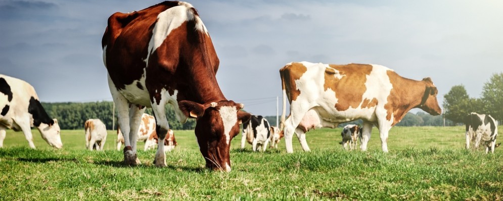 La produzione di carne italiana  la pi sostenibile per l'ambiente.