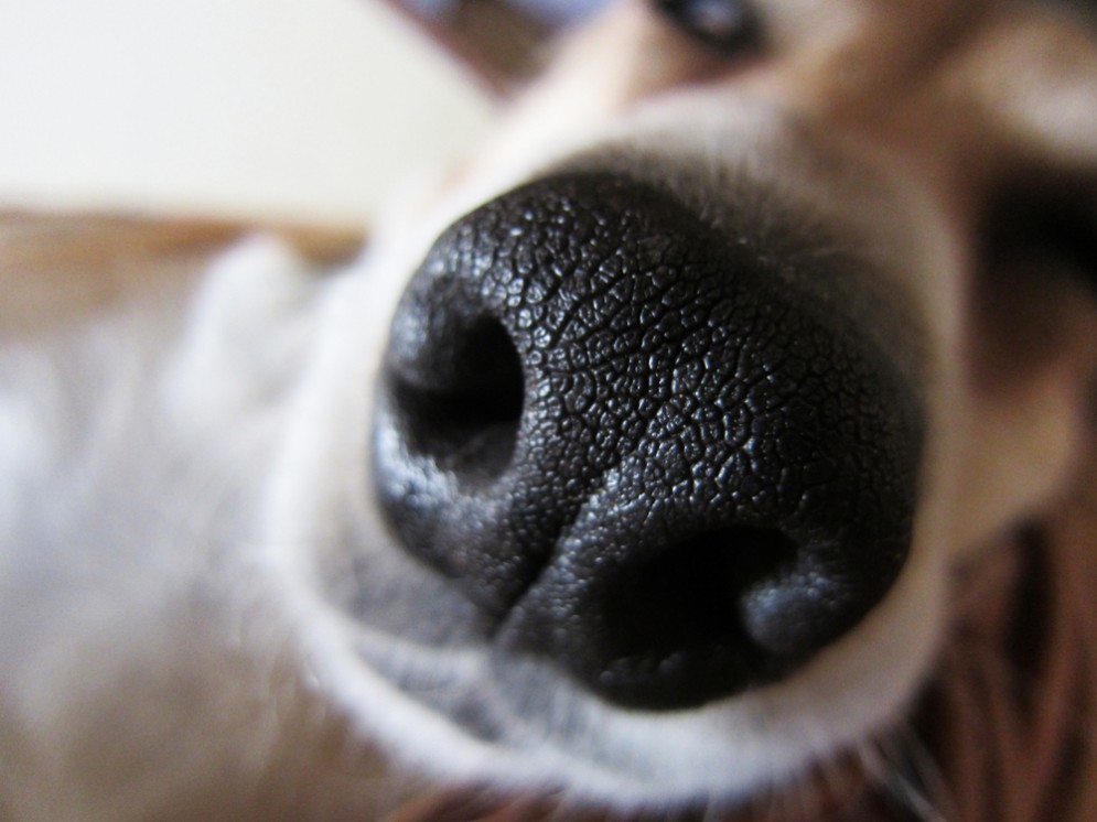 Un naso elettronico, sensibile come quello dei cani, per scovare il tumore al polmone