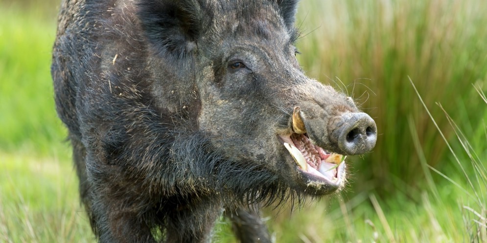Un cinghiale.