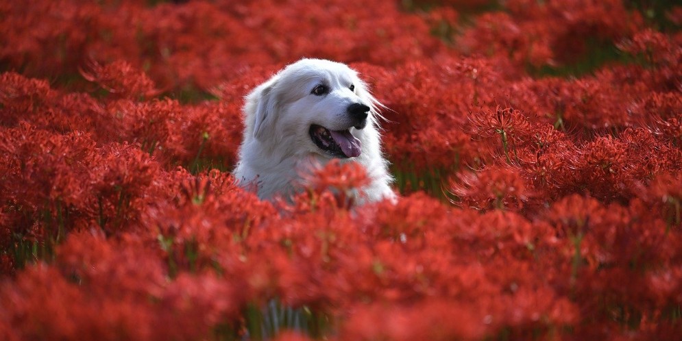 L’Anagrafe canina piemontese è online