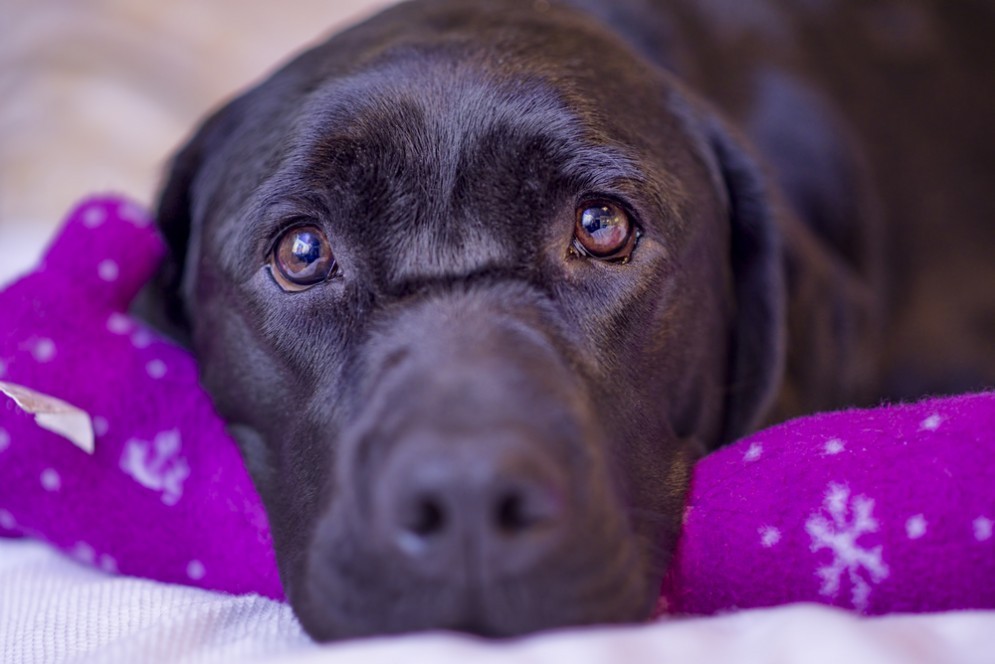 Dormire con il tuo cane fa bene alla salute