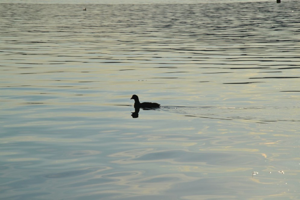 Non ci sono solo pesci, nel lago di Viverone...