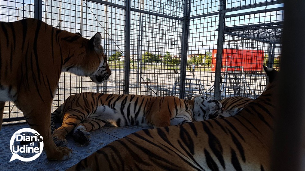 Gli animali del Circo di Vienna