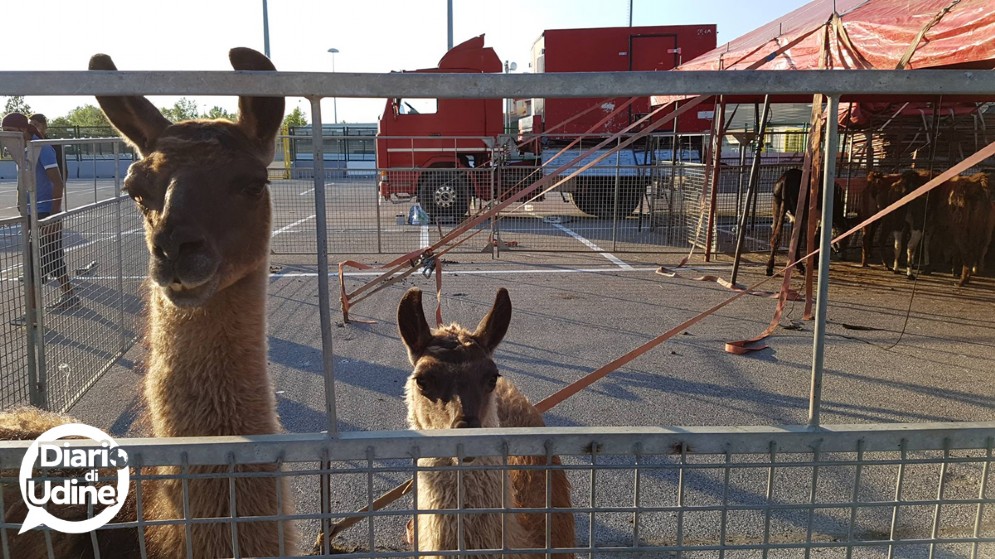 Gli animali del Circo di Vienna
