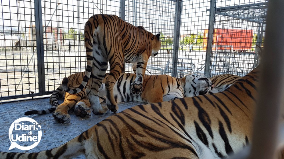 Gli animali del Circo di Vienna