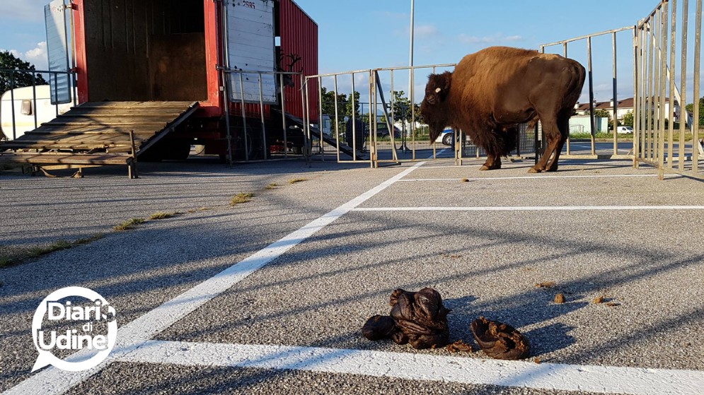 Gli animali del Circo di Vienna