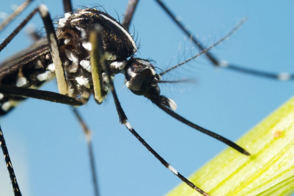 Zanzare e febbre Dengue